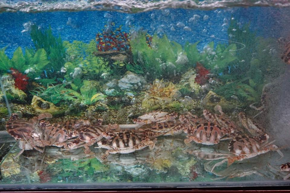 Ghẹ đỏ